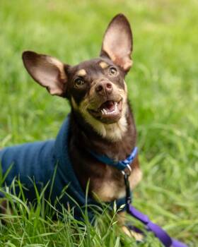 Chihuahua Dogs Available for Adoption in Pflugerville, Texas - Faris  | PetCurious