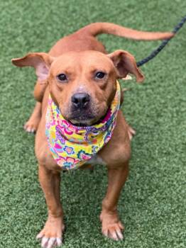 Rescue Terrier Dogs for Adoption in Hartsville, South Carolina - Blythe (aka Block) | PetCurious