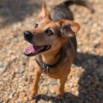Daisy(BAS)_bonded w Dolly(BAS) -  Beagle and Mixed Breed Dog for Adoption in Lenoir, North Carolina - Daisy(BAS)_bonded W Dolly(BAS) | PetCurious