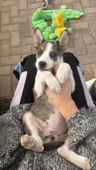 Rescue Shepherd Dogs for Adoption in Broomfield, Colorado - JEWEL | PetCurious