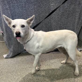Juno -  Siberian Husky Dog for Adoption in San Gabriel, California - Juno | PetCurious