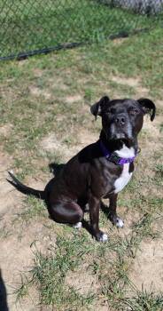Folio -  Pit Bull Terrier and Mixed Breed Dog for Adoption in Shepherdsville, Kentucky - Folio | PetCurious