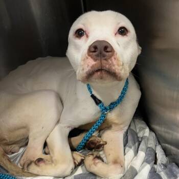 Mixed Breed Dogs Available for Adoption in Oak Park, Illinois - Venus | PetCurious