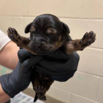 Brucella -  Basset Hound Dog for Adoption in Corpus Christi, Texas - Brucella | PetCurious