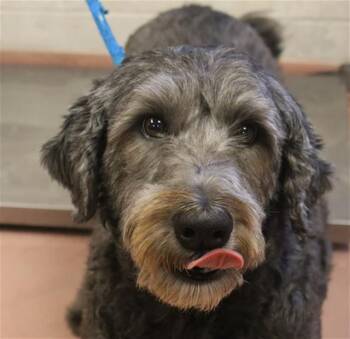 SAMPSON -  Mixed Breed Dog for Adoption in Columbia, South Carolina - SAMPSON | PetCurious