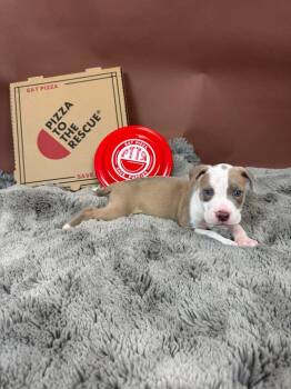 Pit Bull Terrier and American Bulldog Dogs Available for Adoption - Carne Amore | PetCurious