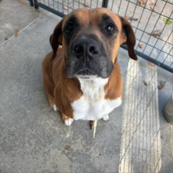 Bandit -  Boxer and Mixed Breed Dog for Adoption in Marble, North Carolina - Bandit | PetCurious