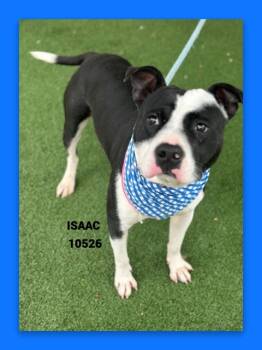 Pit Bull Terrier and Mixed Breed Dogs Available for Adoption - ISAAC  | PetCurious