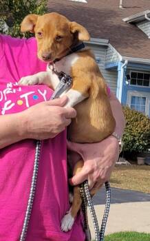 Rescue Australian Shepherd and Jack Russell Terrier Dogs for Adoption in Union Grove, Wisconsin - Smokey Aka Scout | PetCurious