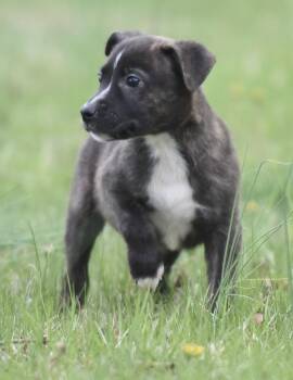 Chihuahua and Terrier Dogs Available for Adoption in Mechanicsburg, Pennsylvania - Beckett | PetCurious