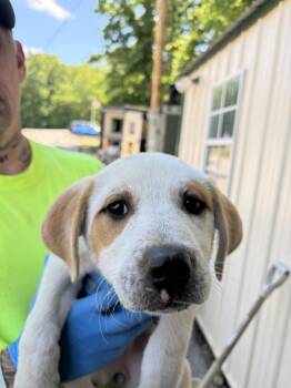 Mixed Breed Dogs Available for Adoption in Lawrenceburg, Tennessee - Seven Litter Pup 3 | PetCurious