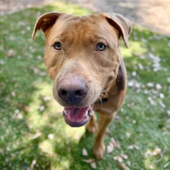 Volkswagen -  Mixed Breed Dog for Adoption in Milton, Florida - Volkswagen | PetCurious