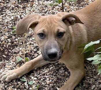 Charlie -  Black Mouth Cur and Hound Dog for Adoption in Bedford, Virginia - Charlie | PetCurious
