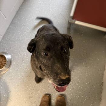 Mixed Breed Dogs Available for Adoption - Sirloin | PetCurious