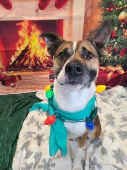 ROSCO -  Black Mouth Cur Dog for Adoption in Indianapolis, Indiana - ROSCO | PetCurious