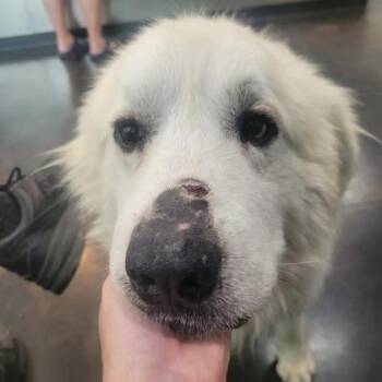 Hardware -  Mixed Breed Dog for Adoption in Memphis, Tennessee - Hardware | PetCurious