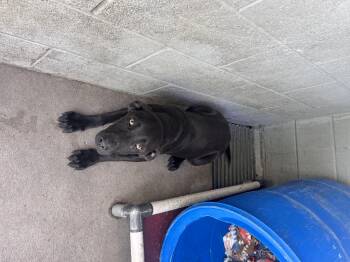 Black Labrador Retriever Dogs Available for Adoption in Elizabethtown, North Carolina - Lab Mix Male Puppies | PetCurious