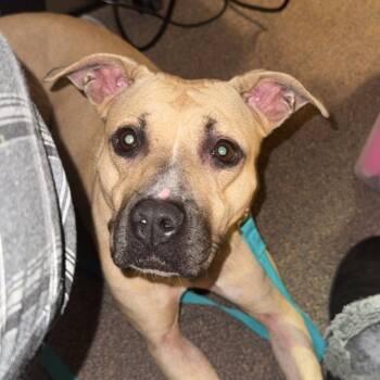 Rescue Mixed Breed Dogs for Adoption in Aberdeen, North Carolina - Sage | PetCurious