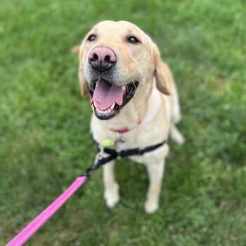 Honkers -  Labrador Retriever Dog for Adoption in State College, Pennsylvania - Honkers | PetCurious