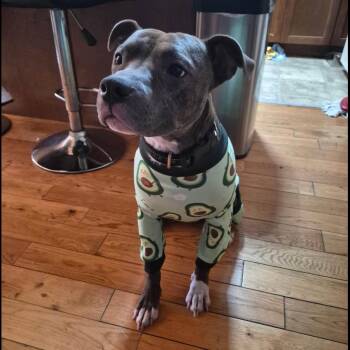 Kellan -  American Staffordshire Terrier and Mixed Breed Dog for Adoption in New York, New York - Kellan | PetCurious