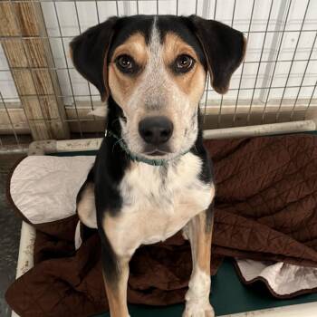 Razz -  Smooth Collie Dog for Adoption in Washington, Pennsylvania - Razz | PetCurious