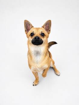 Chihuahua Dogs Available for Adoption in Waldorf, Maryland - Fox | PetCurious