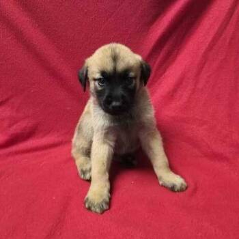 Rescue Shepherd Dogs for Adoption in San Antonio, Texas - Nitro | PetCurious