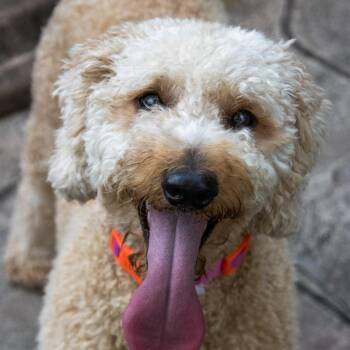 Dolly Parton -  Miniature Poodle and Golden Retriever Dog for Adoption in Titusville, Florida - Dolly Parton | PetCurious