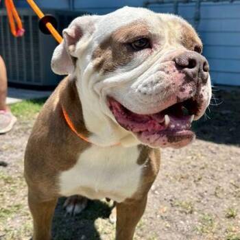 LILLIAN -  English Bulldog Dog for Adoption in Fernandina Beach, Florida - LILLIAN | PetCurious