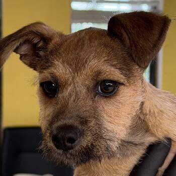 Terrier Dogs Available for Adoption in Boca Raton, Florida - Tobby 5105 | PetCurious