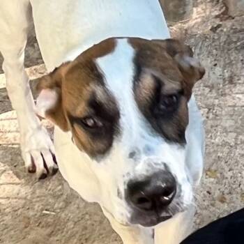 Koopa -  Mixed Breed Dog for Adoption in Magnolia, Texas - Koopa | PetCurious