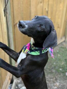 Rescue Mixed Breed Dogs for Adoption in Pass Christian, Mississippi - Tux | PetCurious