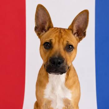 Flash -  Pit Bull Terrier and Mixed Breed Dog for Adoption in Concord, North Carolina - Flash | PetCurious