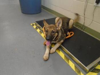 Rescue German Shepherd Dog Dogs for Adoption in Winder, Georgia - 2025-08-202 | PetCurious