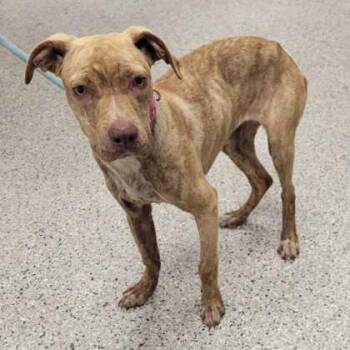 Swirl -  Pit Bull Terrier and Mixed Breed Dog for Adoption in Kansas City, Missouri - Swirl | PetCurious