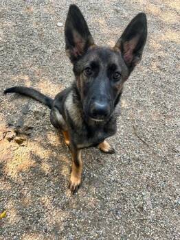 SAWYER -  German Shepherd Dog Dog for Adoption in Peoria, Illinois - SAWYER | PetCurious