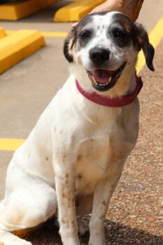 Rescue Pointer and Great Pyrenees Dogs for Adoption in Branson, Missouri - Susie | PetCurious