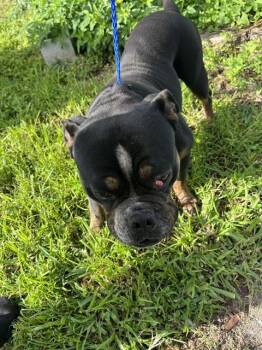 BUB -  Pit Bull Terrier and Mixed Breed Dog for Adoption in Doral, Florida - BUB | PetCurious