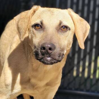 Rescue Black Mouth Cur Dogs for Adoption in Beaumont, Texas - Cashew | PetCurious