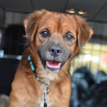 Copper -  Mixed Breed Dog for Adoption in Cleveland, Texas - Copper | PetCurious