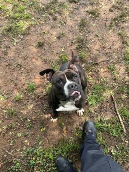 Bull Terrier Dogs Available for Adoption in Benton, Arkansas - Fuse | PetCurious