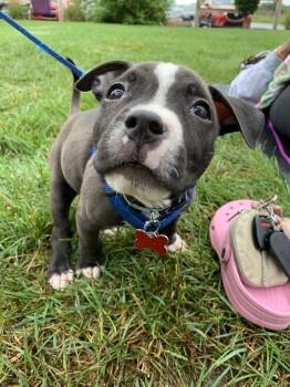 Tim Furry -  American Staffordshire Terrier Dog for Adoption in Grand Rapids, Michigan - Tim Furry | PetCurious