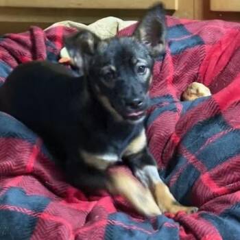 Sassy -  Mixed Breed and Miniature Pinscher Dog for Adoption in Tunica, Mississippi - Sassy | PetCurious