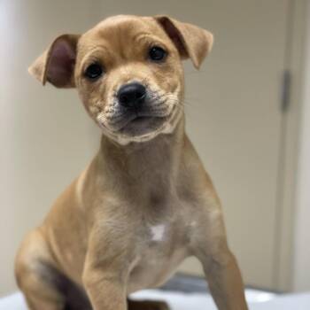 Athena -  Pit Bull Terrier and Mixed Breed Dog for Adoption in Riverside, California - Athena | PetCurious