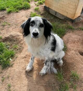 English Setter and Spaniel Dogs Available for Adoption in Sautee Nacoochee, Georgia - Mattie | PetCurious
