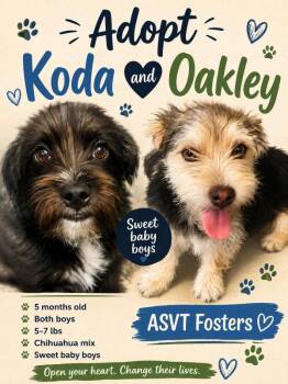 Koda -  Schnauzer and Chihuahua Dog for Adoption in Montgomery, Texas - Koda | PetCurious