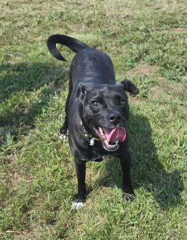 Rescue Dachshund Dogs for Adoption in Terre Haute, Indiana - Jett | PetCurious