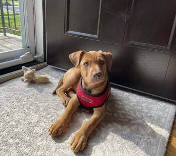 Aspen -  Mixed Breed Dog Available for Adoption - Aspen | PetCurious