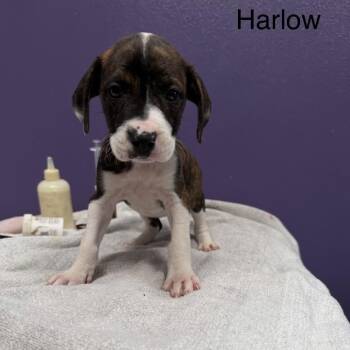 Mixed Breed Dogs Available for Adoption - Harlow | PetCurious