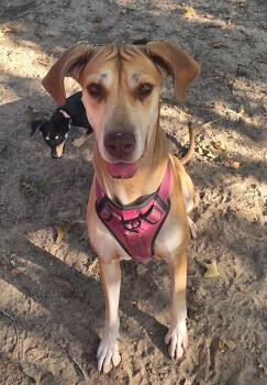 Cali -  Great Dane Dog for Adoption in Bauxite, Arkansas - Cali | PetCurious